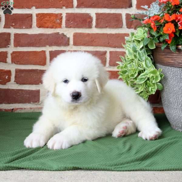 Shep, Great Pyrenees Puppy